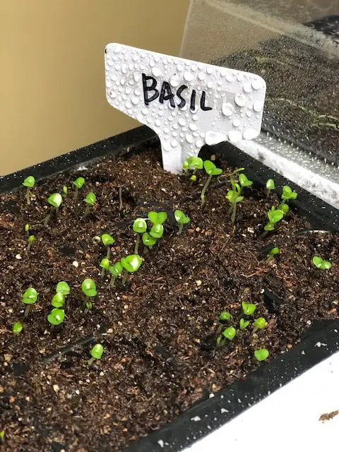 Basil sprouts in seed trays.