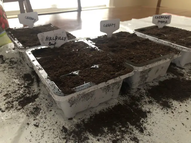 Sowing seeds in seed trays