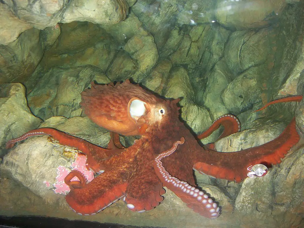 Image of a Giant pacific octopus in an aquarium