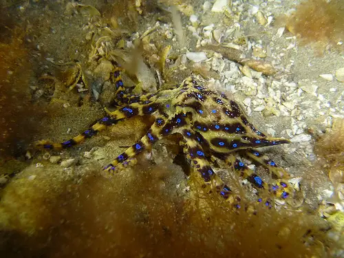 Image of a blue-ringed octopus in the sea